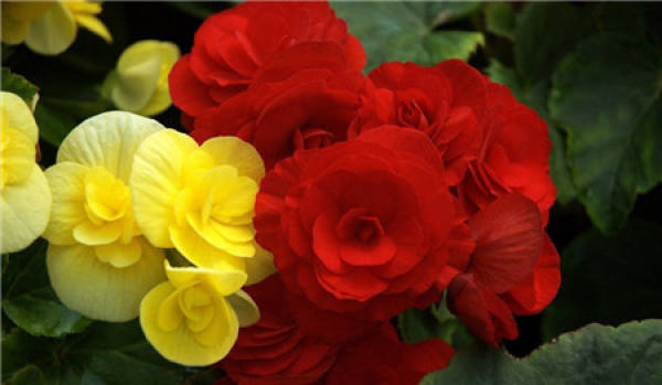 Cautions for Rieger Begonia blooming