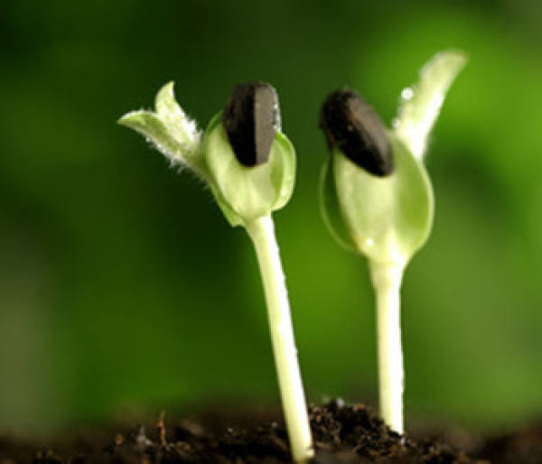 Seedling