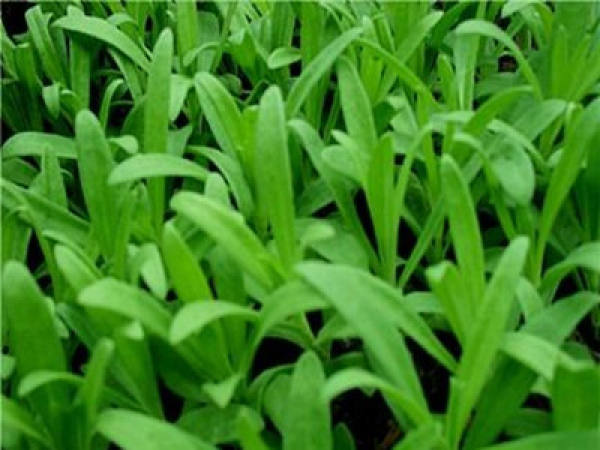 Seedling