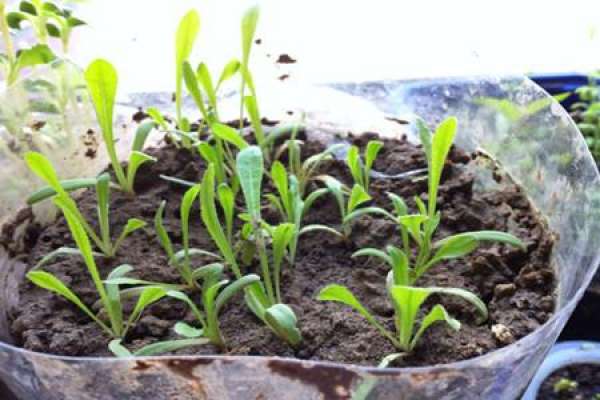 Seedling