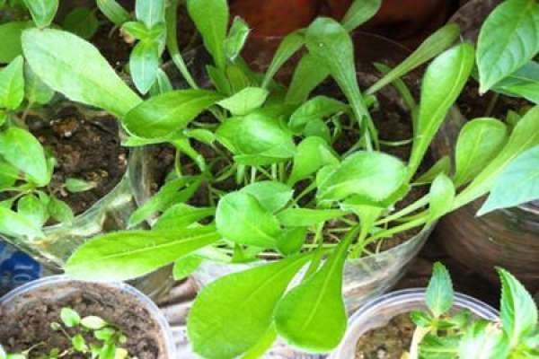 Seedling