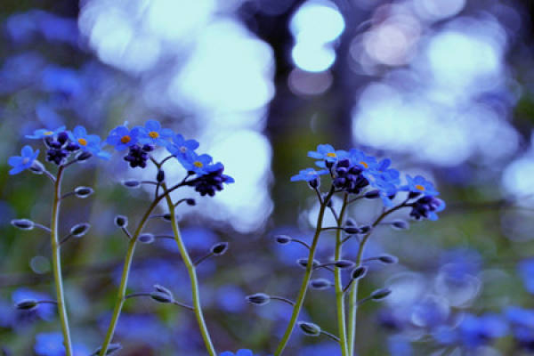 Seedling
