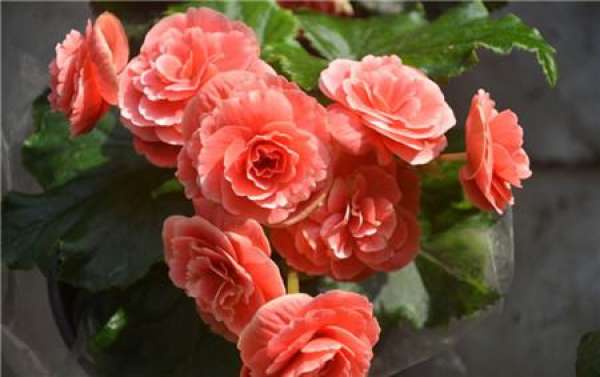 Rieger Begonia