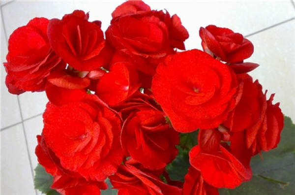 Rieger Begonia