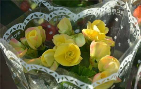 Rieger Begonia