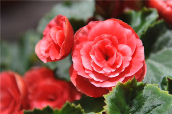 Rieger Begonia