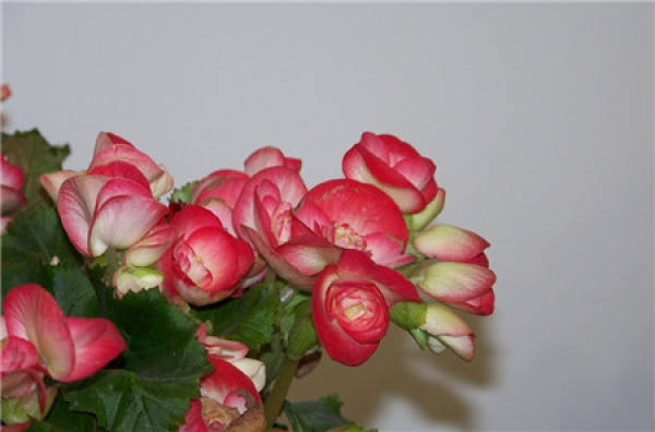 Pictures of Rieger Begonia