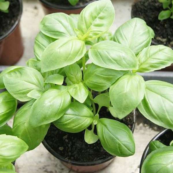 Basil