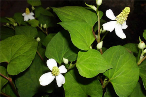 Herba Houttuyniae