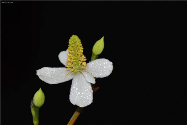 Herba Houttuyniae