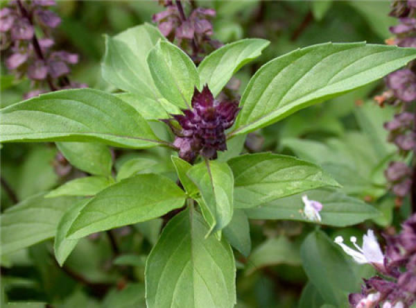 The Flower Language of Basil