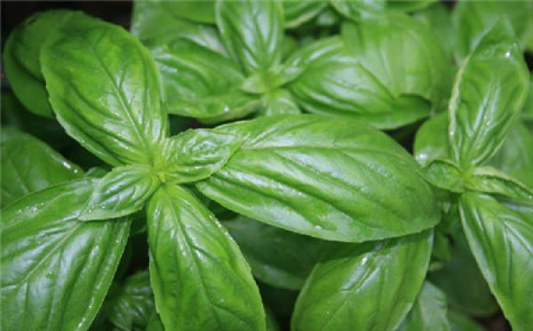The Old Legend of Basil