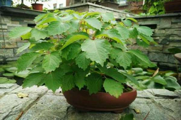 Potted Parthenocissus tricuspidata