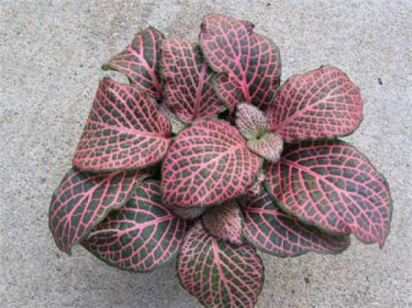 Reticulate Grass Picture