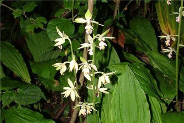 Calanthe japonica