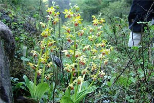 Calanthe japonica