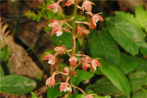 Calanthe japonica