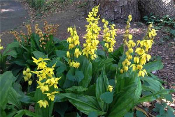 Calanthe japonica