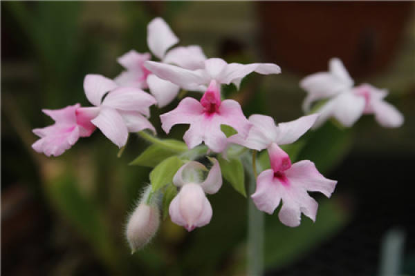 Calanthe japonica