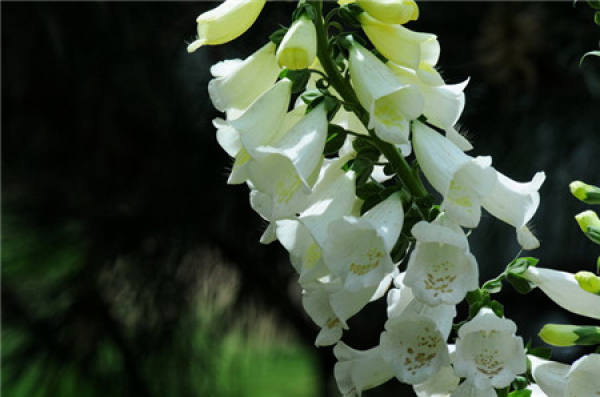 Distribution of digitalis