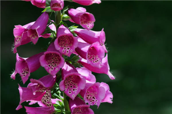 Distribution of digitalis