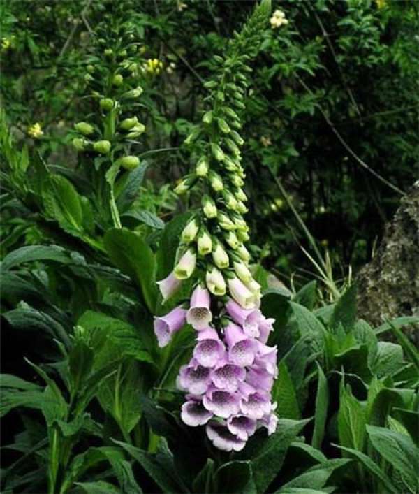 Points for Attention in Digitalis Cultivation