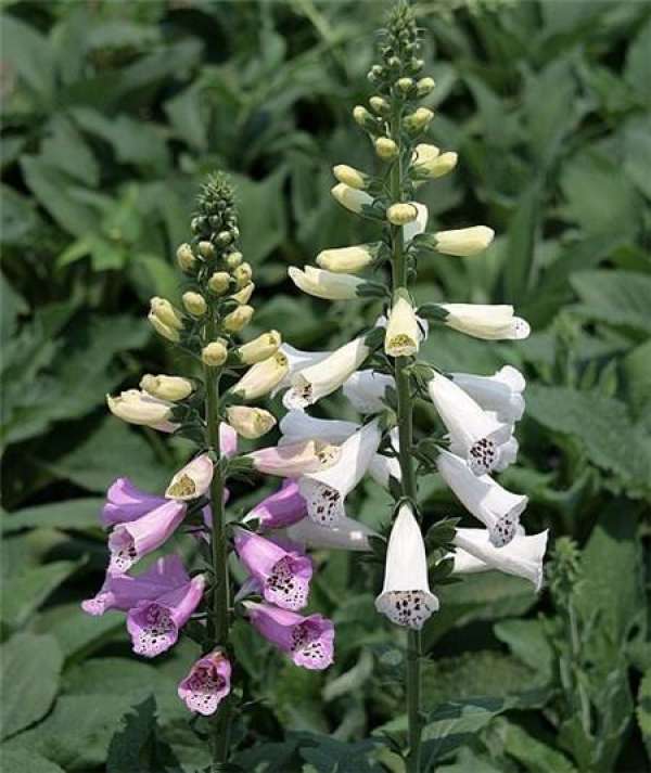 Effect and function of digitalis The Plant Aide