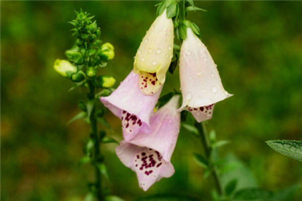 When does the digitalis bloom?