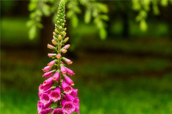 When does the digitalis bloom?