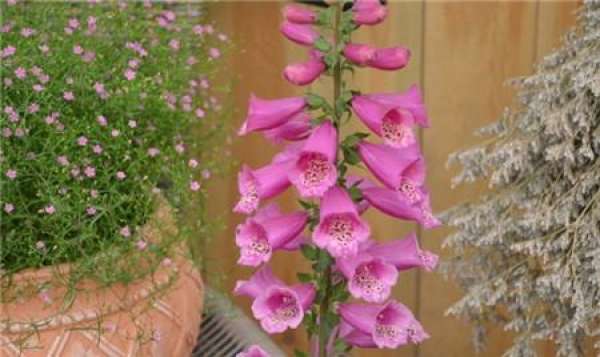 when does digitalis bloom