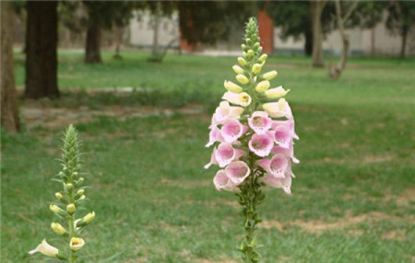 Appreciation of pictures of digitalis blooming