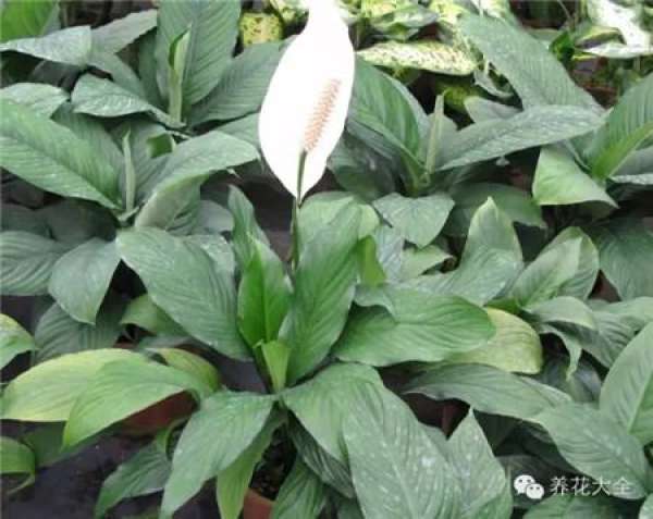 Plants containing insoluble calcium oxalate crystal