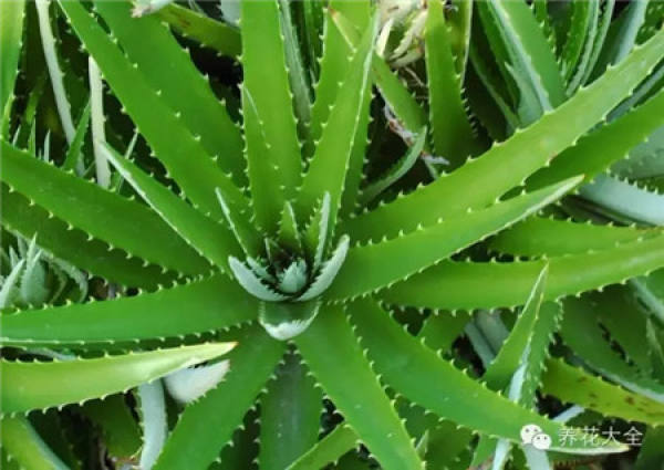 Plants containing insoluble calcium oxalate crystal