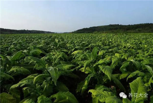 Plants containing insoluble calcium oxalate crystal