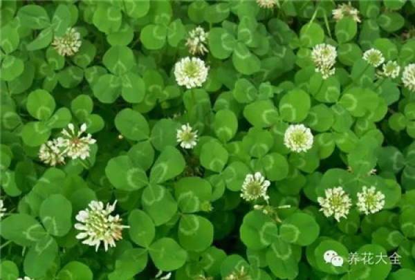 Plants containing insoluble calcium oxalate crystal
