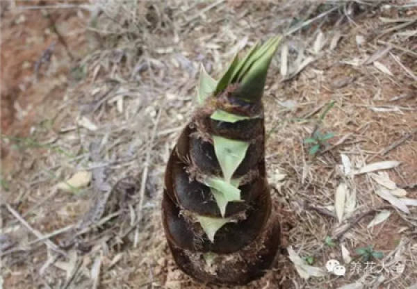 Cyanide plant