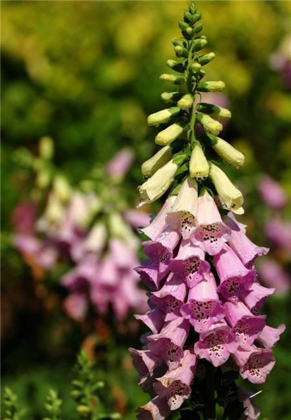 Digitalis picture appreciation