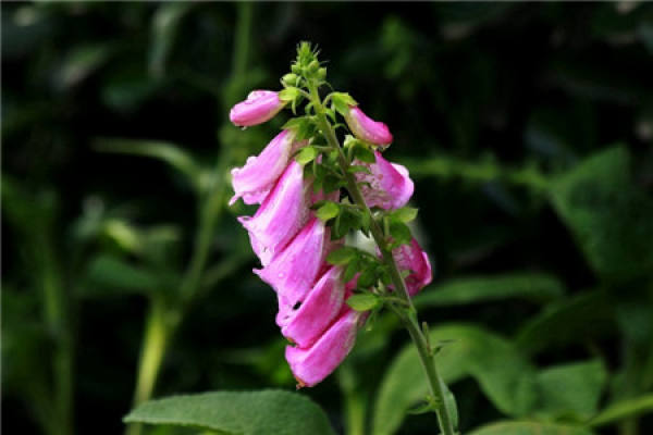 Digitalis picture appreciation