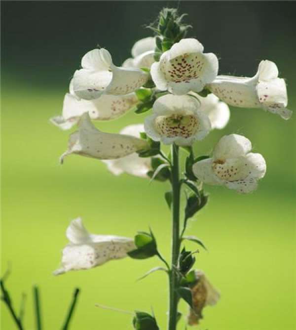 Digitalis picture appreciation