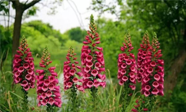 Digitalis picture appreciation