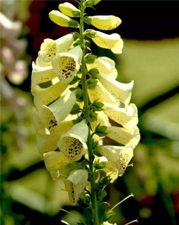 Digitalis picture appreciation