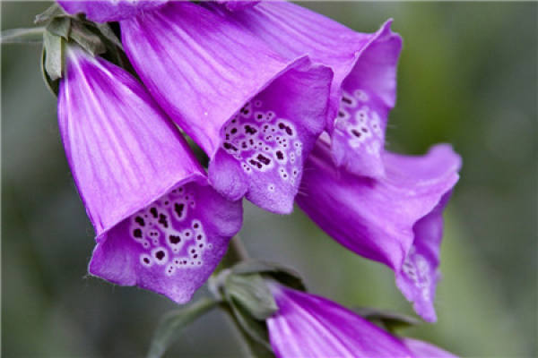 Digitalis picture appreciation