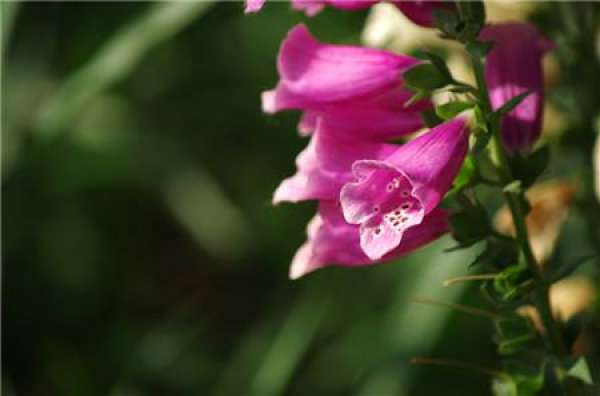 Digitalis picture appreciation