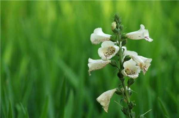 Digitalis alba
