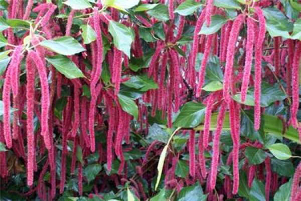 breeding method of dog tail red