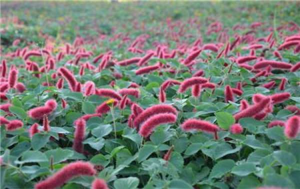 Matters Needing Attention in Breeding Dog Tail Red