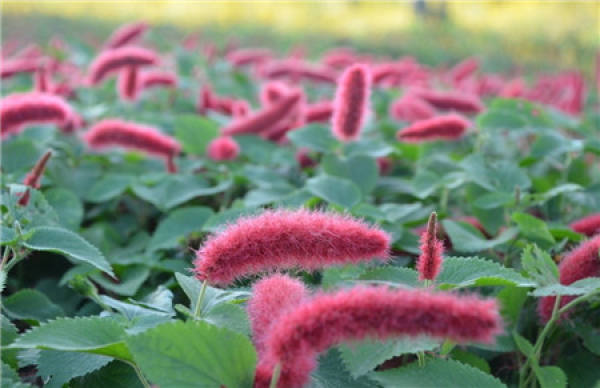 Ornamental Function of Red Dog Tail