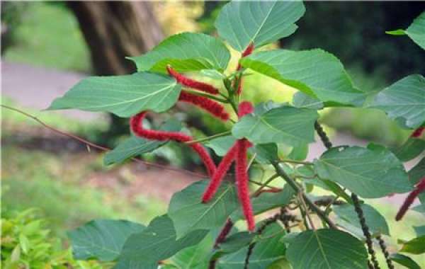 The flowery language with red dog's tail