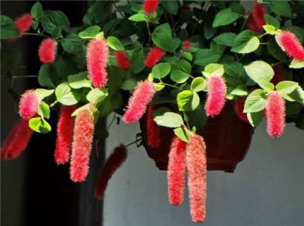 The flowery language with red dog's tail