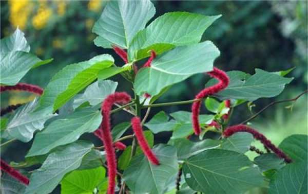 The flowery language with red dog's tail